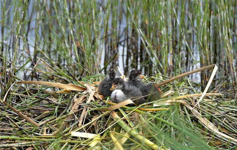 Sothøne Fulica atra Bestandsstørrelse: Norsk rødliste 2015: Sårbar (VU) Gjennomsnitt 2000-2009: 17,1 par Bestandsutvikling: Svært negativ Gjennomsnitt 2010-2014: 9 par Ungeproduksjon 2015: Svak (ca.