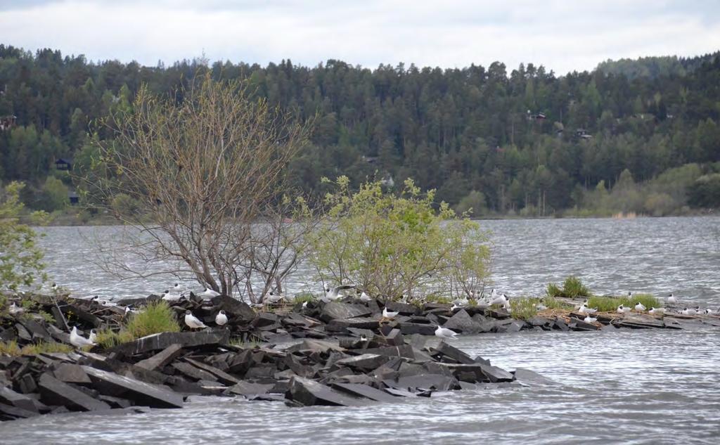 Hovedkolonien med hettemåke i Tyrifjorden våtmarkssystem i 2015 befant seg på Bøtet nordøst i Steinsfjorden. Øya ligger i Ringerike kommune.