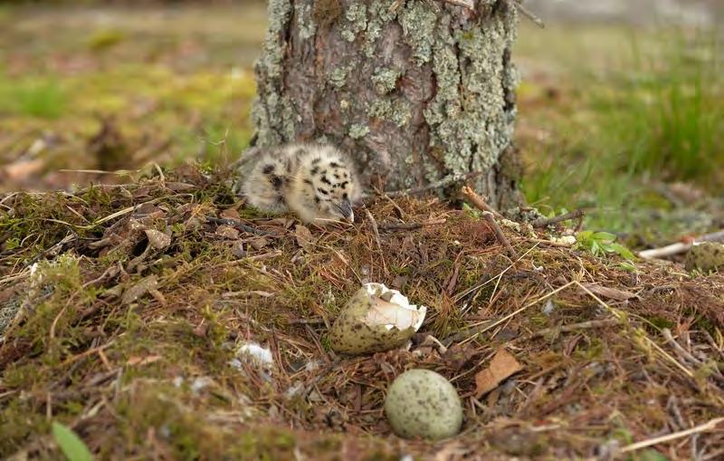 Reir med nyklekket stormåkeunge, trolig gråmåke, på Geitøya i Væleren 29. mai 2015. Geitøya har den største stormåkekolonien i overvåkingsområdet, og i 2015 ble det funnet til 13 reir på øya.