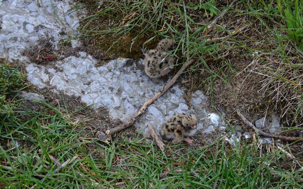 To makrellterneunger på Østbråtaskjæret i den nordvestre delen av Steinsfjorden i Ringerike kommune den 12. juni 2015.