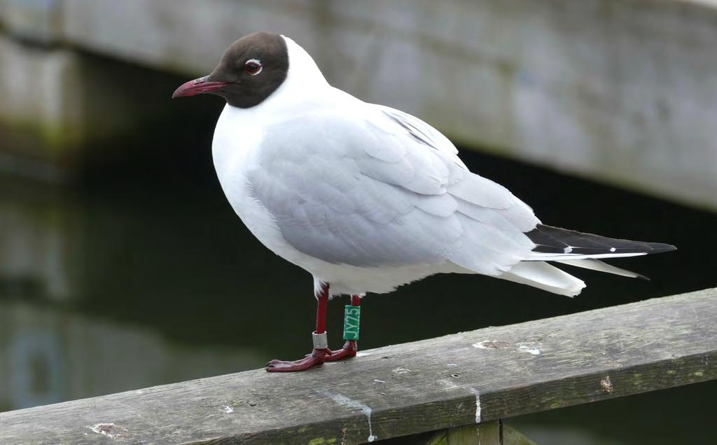 Individmerking med fargeringer gir høyere gjenfunnsprosent, og denne hekkemåka som vi merket med ordinær aluminumsring som unge på Maurøya i Steinsfjorden 13.