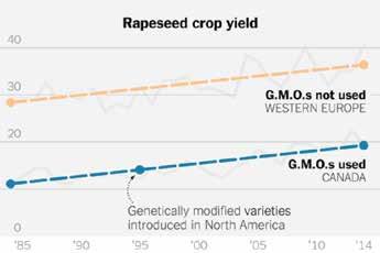 30 ÅR MED GMO-LANDBRUK HVILKE ERFARINGER KAN VI HØSTE? Maisavling kg/daa, 1961-2014.