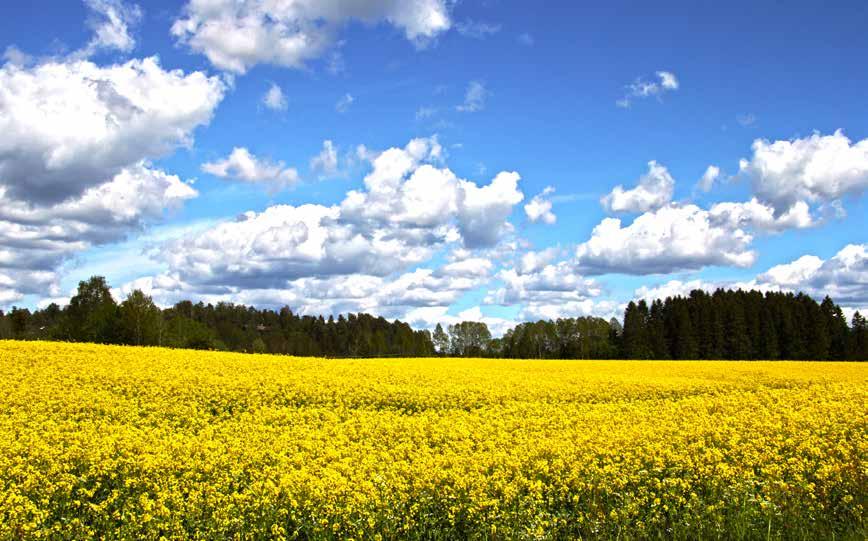 Foto: Østfoldmuseene/Espen A. Nordenhaug Uakseptable følger for konvensjonelle og økologiske bønder Det er betydelige forskjeller i lovgiving når det kommer til GMO.