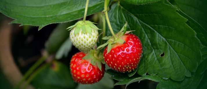 FRISKARE JORDBÆR Fann du berre rotne jordbær i butikken i sommar? Forskarar håpar dei er på sporet av ei løysing.