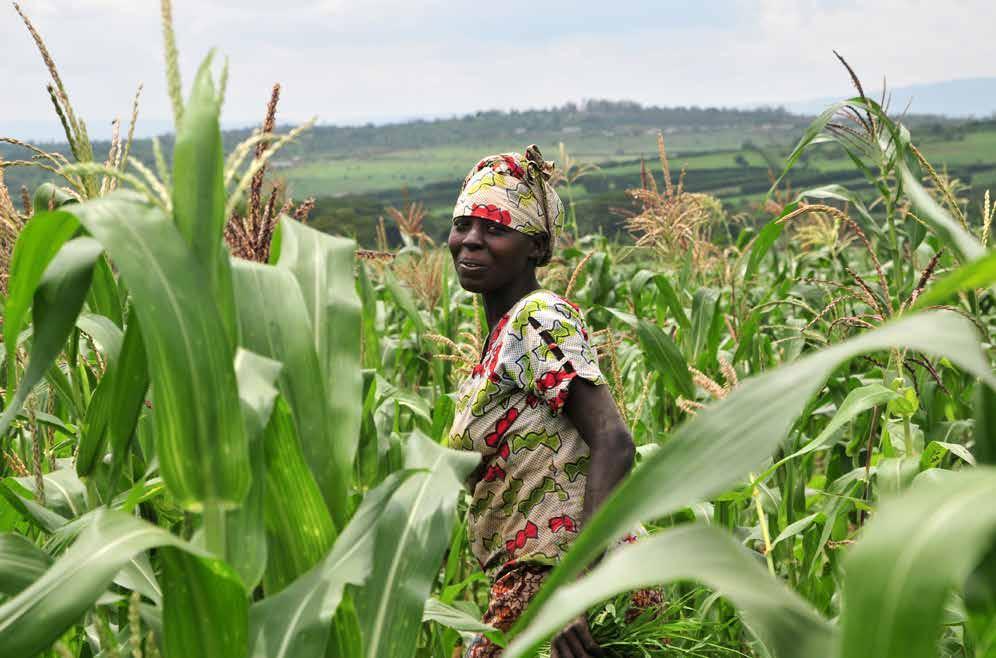 Foto: CIAT/Neil Palmer I 2006 startet forskningsprosjektet «Tørkeresistent mais for Afrika», som også er støttet av Gates Foundation.