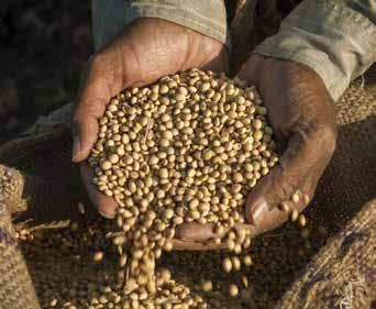 Bønders rettigheter til såfrø I september 2016 arrangerte FNs organisasjon for mat og landbruk (FAO) en global konsultasjon om bønders rettigheter knyttet til plantegenetiske ressurser i landbruket