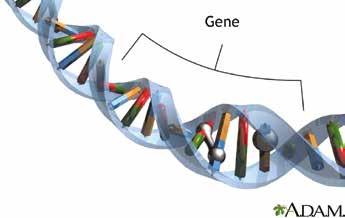 1.1 GENER OG DERES FUNKSJON I ORGANISMER Hva er et gen? Et gen er et arveanlegg. Alle levende organismer, fra bakterier og virus til planter, dyr og mennesker, har gener.