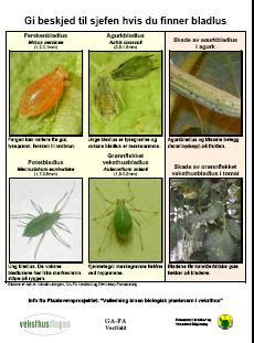 Plantevern - kurs o Holde plantevernkurs for ansatte i gartneriet: del 1 (skadedyr) og del 2