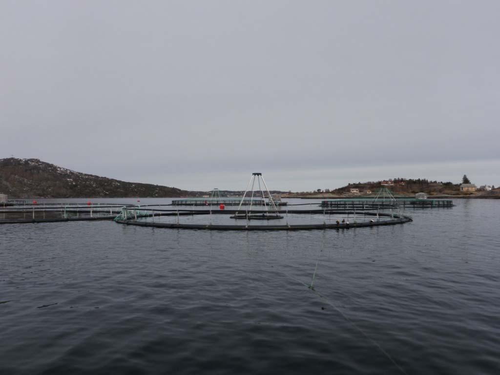 3 Forord En miljøundersøkelse, type NS 9410, er utført på oppdrag for Måsøval Fiskeoppdrett AS. Lokaliteten heter Kattholmen og ligger i Frei kommune.