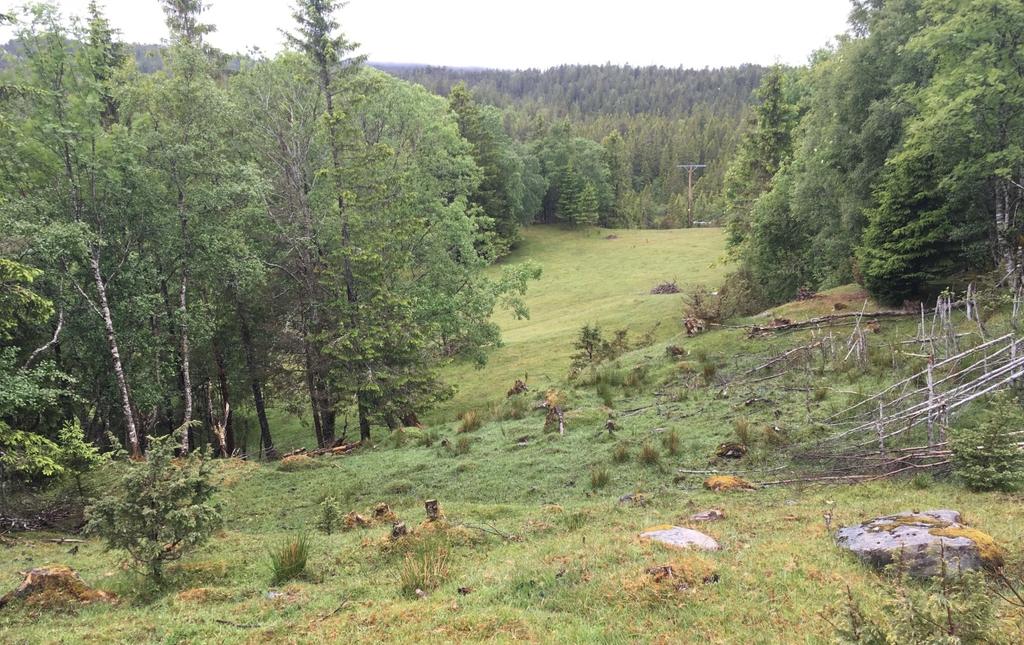 16 Figur 6. Den vestligste delen av lokaliteten sett fra øst.