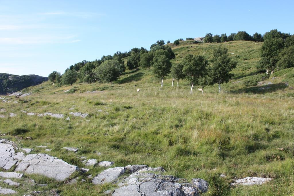 Skjøtselsplan for Ørnneset, naturbeitemark, Rødøy kommune, Nordland fylke.