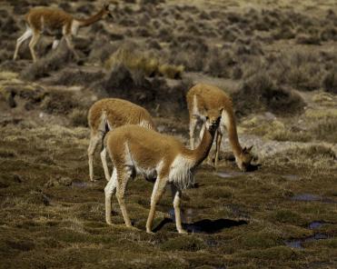 Velkommen til Machete Tours Colca Canyon Trekking Kunne du tenke deg å komme på fottur i canyoner dypere enn Nord Amerikas Grand Canyon? Være på besøk hos lokalbefolkningen i bortgjemte fjellandsbyer?