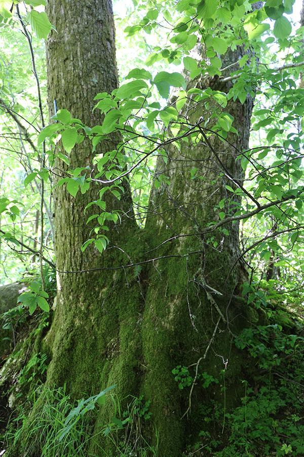 naturtypen lokalt har sannsynligvis vært D2a Lavurt eikeskog, over lang tid sannysnligvis beitepåvirket. Naturtypen er pt. nasjonalt rødlistet naturtype (i kategori NT Nær truet).