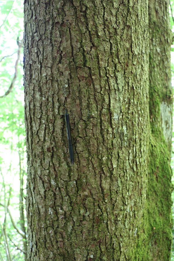 Av moser var det granflette Hypnum andoi, matteflette Hypnum cupressiforme og musehalemose Isothecium myosuroides. Kryptogamene er vanlige arter på eiketrær i Bergensområdet (NNI rapport 369).