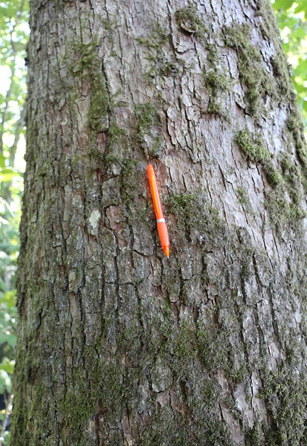 En del av eikeskogen på haugen er allerede fjernet i forbindelse med dette arbeidet. Den opprinnelige naturtypen lokalt har sannsynligvis vært D2a Lavurt eikeskog. Denne naturtypen er pt.