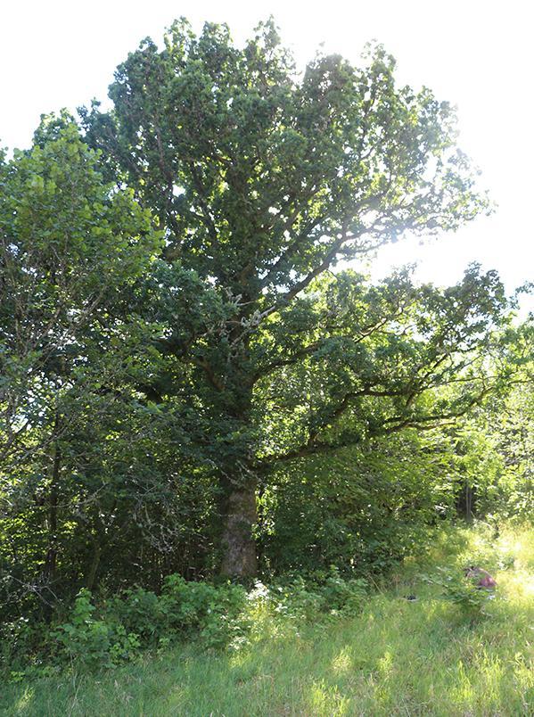 9,20 m Treform: 2 (mellomform) Gjenvoksing rundt treet: Noe Ant. øvrige grove/hule eiker reg. i nære omgivelser: Ingen reg.
