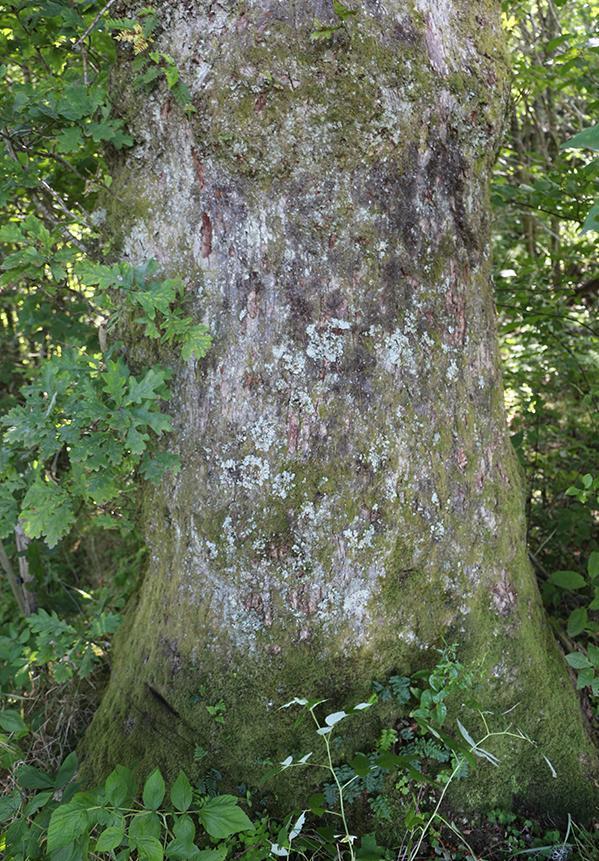 er en del av et større grøntområde på Liland, der NNI-BE-HE41 Liland inngår som et viktig element i et større kulturmarkslandskap med slåtttemark og beitemark, tillegg til edelløvskog og relativt rik