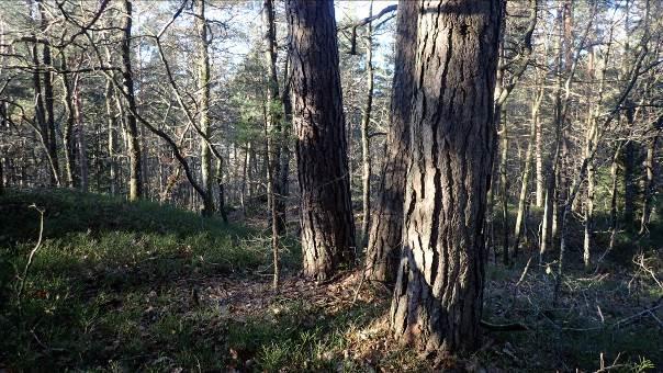 Fuktig skogsmiljø med moser som fjærmose (bildet) litt torvmoser, bjørnemose, sigdmose mm.