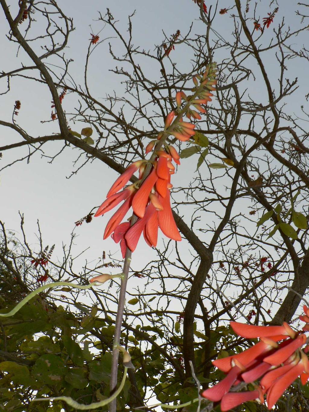 5.5 Discussion of the survey carried out in the region of Dioila and Koutiala 93 Figure 5.4: Erythrina senegalensis A.Rich.