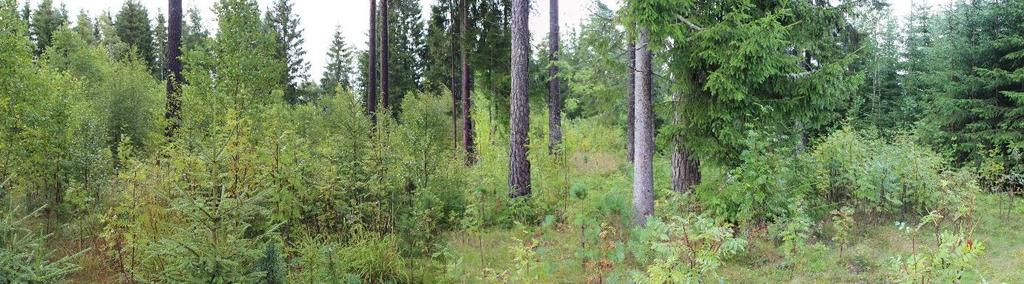 og plassering i den røde firkanten. Fotonr. 1: Her ses en liten del av den vestlige delen av planområdet.