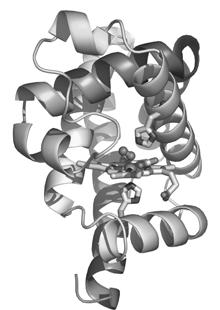 Oppgave 3 (15 poeng) Myoglobin er proteinet som lagrer oksygen i kroppen, men nylig har det blitt foreslått at proteinet også kan produsere NO i kroppen under spesielle betingelser.