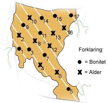 Materiale og metode Figur 2: Illustrasjon over utvelgelse av prøveflater i et bestand. De hvite linjene viser takstlinjer med prøveflater på.