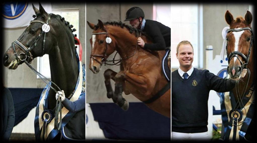 1 NORSK VARMBLOD Hingstekåring Pferdia Unghestfinale Norsk