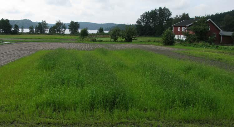 3. Resultater 3.1 Opptak av nitrogen i plantene Ved de to første måletidspunktene var YNT-verdiene i feltet høyere på gjødsla (ledd 2-7) enn på ugjødsla ruter (ledd 1).