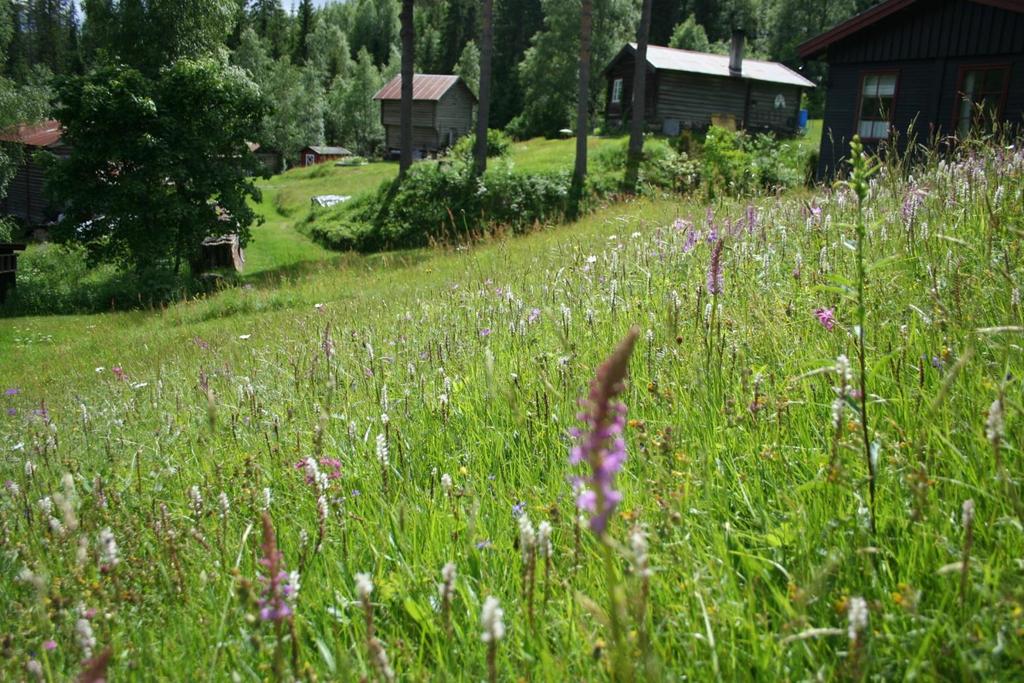 Utvalgt naturtype slåttemark i