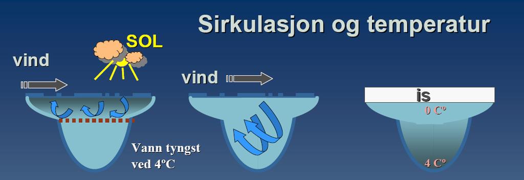 Sommer Vår/høst Vinter -Full sirkulasjon -Is hindrer vindpåvirkning -Varmt øvre sirkulerende vannlag