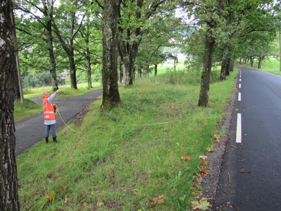 B) Ryddig av trær og skog, busker, kratt Hva kan stå og hva må ned?