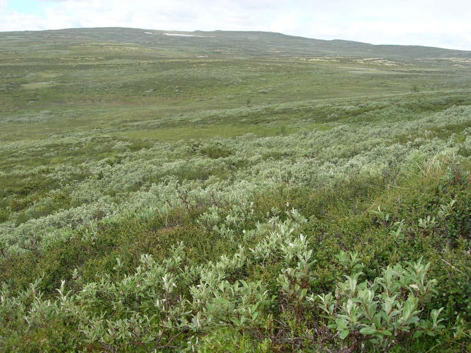 grense for denne sona blir sett der blåbær opphører som samfunnsdannande plante. Rishei er oftast dominerande vegetasjonstype i lågfjellet og dekkjer store areal i lesider.
