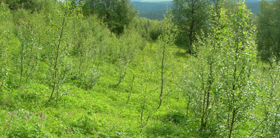 og biologisk mangfald er det eit variert skogbilete med ulike tynningsgradar som er det ideelle. Kanskje er det denne halvskuggeskogen som er det skogbiletet som ein bør fram til.