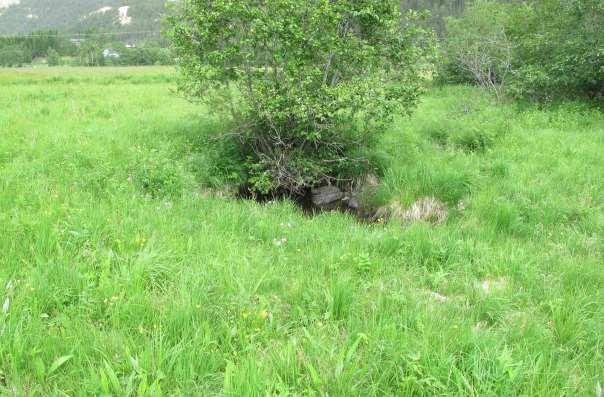 Det vil vere ein fordel om det vert rydda slik at desse røysene igjen kjem i kontakt med lokaliteten. Figur 5. Foto; Oddvar Olsen 07.07.2013.