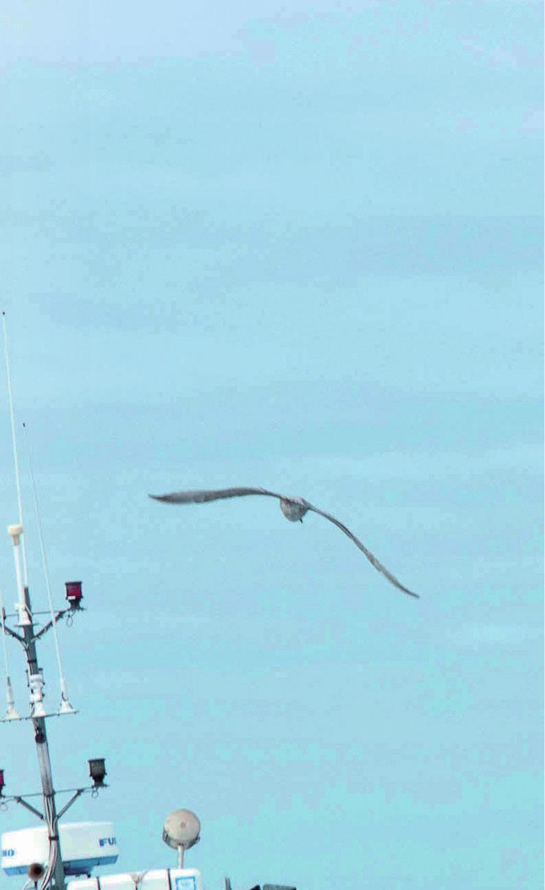 Bærekraftige fiskebestander: fiskerier må kun fiske på