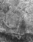 Skjellkonvoluttene ble systematisk arkivert etter vassdragsnavn ogg årgang sammen med et arkiv med bilder av minst ettt