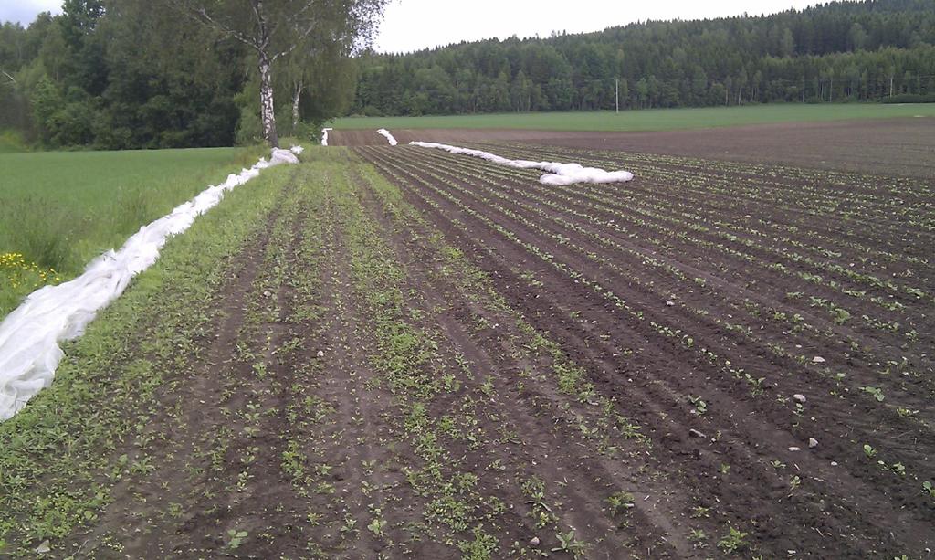 Ugrasbekjemping i kålrot