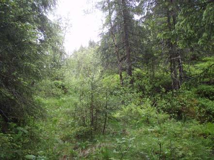 Skråningen er stedvis veldig bratt og er bevokst med blandingsskog. Det går flere eldre skogsveier i skråningen.