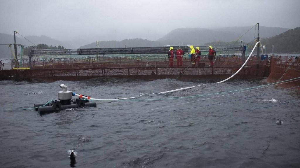 Engesund Fiskeoppdrett har i flere år drevet FoU med ikke medikamentell behandling av lakselus. Oppdrett av tare kan bli en viktig del i denne strategien.