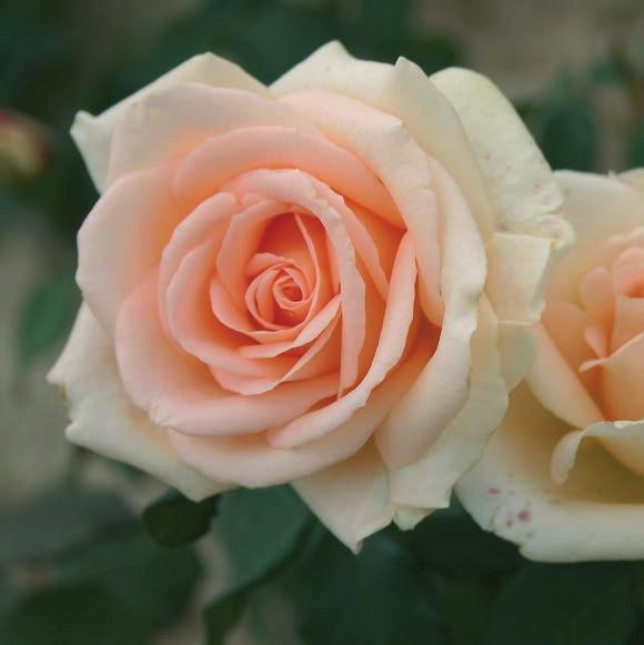 Ruža koja zaslužuje mesto kako u Vašem vrtu, tako i za profesionalni uzgoj rezanog cveta.