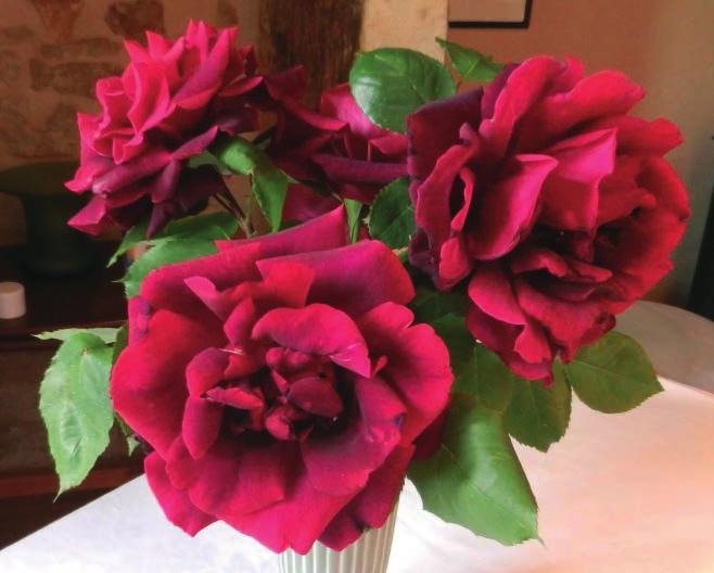 (Meilland 1992) PAPA MEJAN Papa Meilland Veoma cenjena somotasto-tamno crvena ruža. Cvetovi su krupni i elegantnog oblika.
