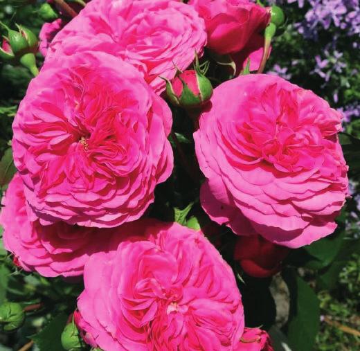 BARONEZA Baronesse Veoma robusna nostalgična floribunda sa cvetovima intenzivne magenta roze boje.