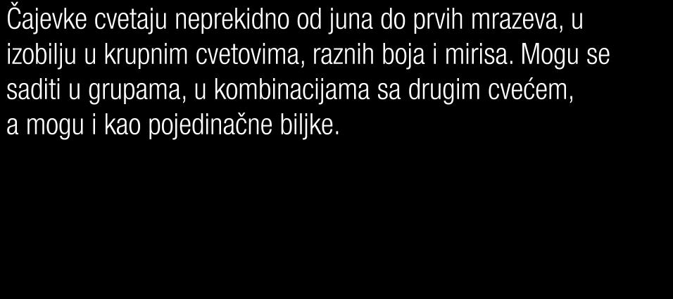 AUGUSTA LUIZE Augusta Luise Sorta ruža Augusta Luize cveta veoma upadljivo sa ogromnim, nostalgično punim cvetom boje breskve.