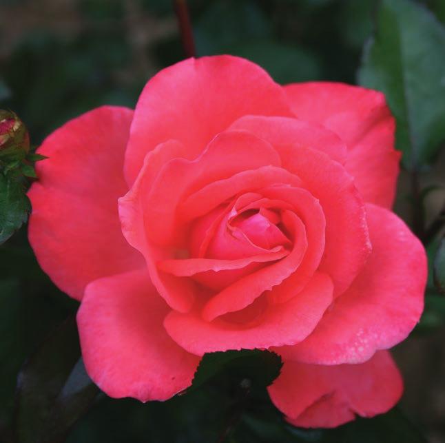 (Rosen Tantau 2015) MINHENER KINDL Munchner Kindl Ruža prekrivena obiljem cvetova od maja meseca do prvih mrazeva. Žbunovita, visine 50-60 cm.