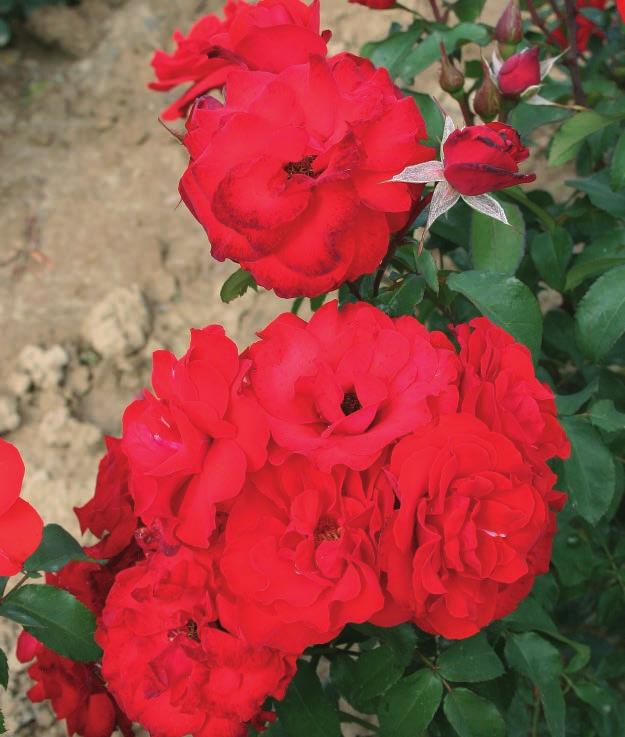 LILI MARLEN Lili Marleen Ova somotasta ruža sa tamnim krv-crvenim cvetovima još je uvek bez konkurencije.