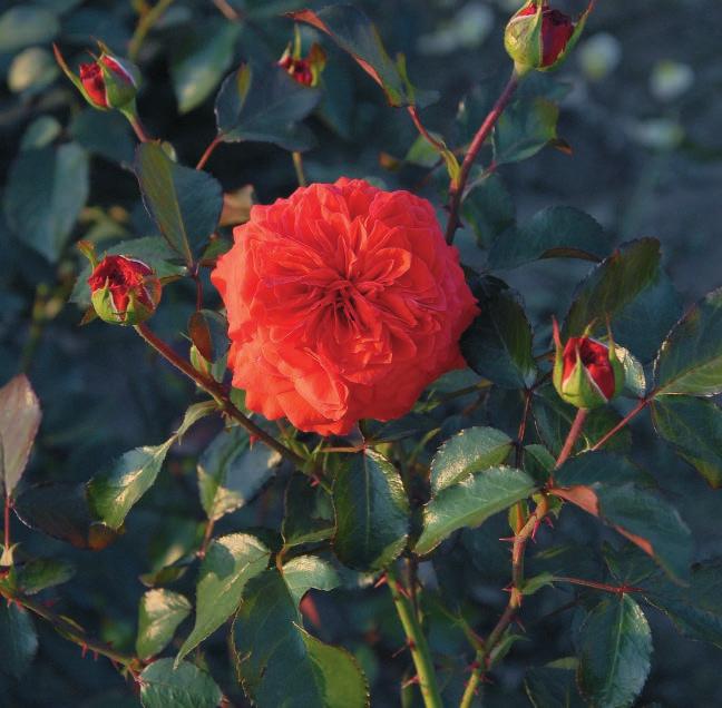 Kordes 1987) SANTANA Santana Puzavica uspravnog porasta sa veoma krupnim cvetom, tamno krv-crvene