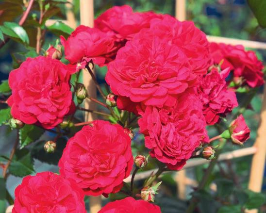 (Rosen Tantau 2013) KARMEN Carmen Carmen je trenutno naša ruža najintenzivnije boje.