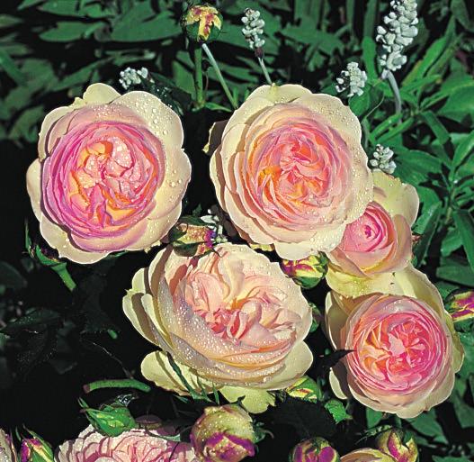 (Rosen Tantau 2003) PASTELA Pastella Sorta Pastela je jedna kompaktna žbunasta floribunda sa srednje krupnim cvetovima nostalgičnog oblika, kremkasto bela sa ružičastim prelivima