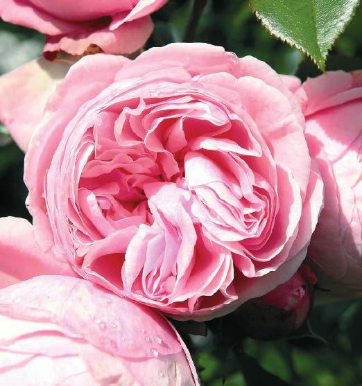 BAILANDO Bailando Obilje kompaktnih, nostalgičnih porcelan-ružičastih cvetova, prekriva biljku visine 70-90 cm.