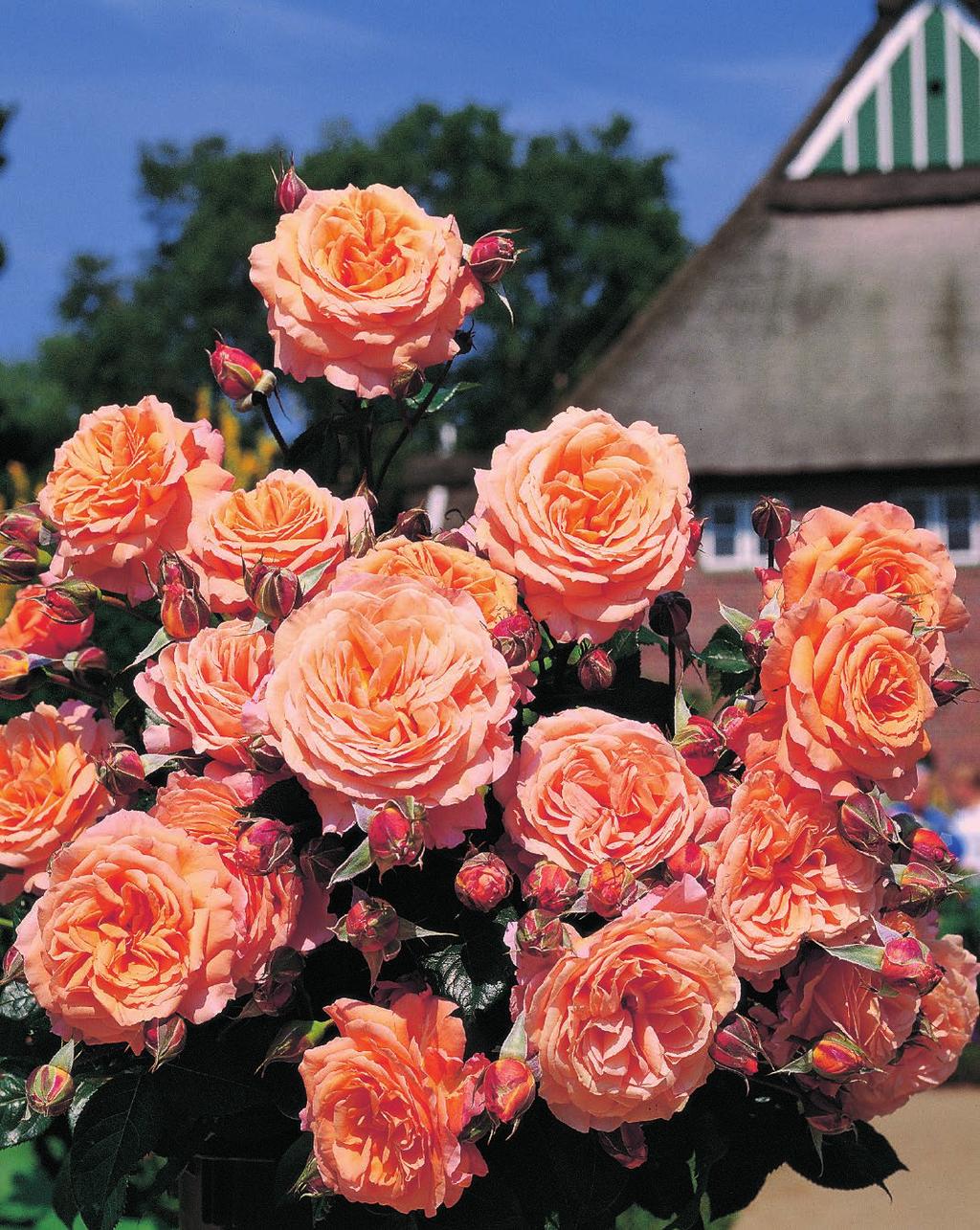 Grupa ukrasnih trajnocvetajućih ruža koje su bujnog porasta, a nisu toliko visoke kao penjačice. Više su žbunovitog oblika.
